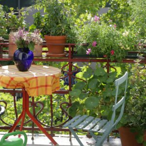 Balkonblumen für den Sommer