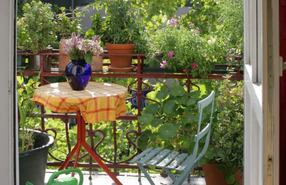 Balkonblumen für den Sommer
