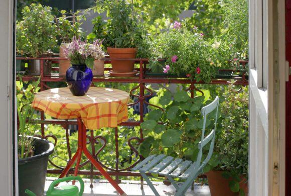 Balkonblumen für den Sommer