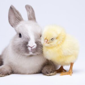 Hört die Osterglocken läuten!
