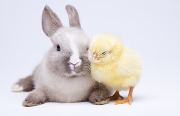 Hört die Osterglocken läuten!