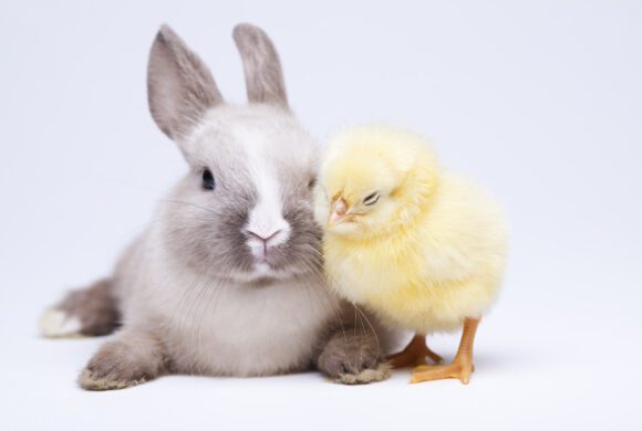 Hört die Osterglocken läuten!