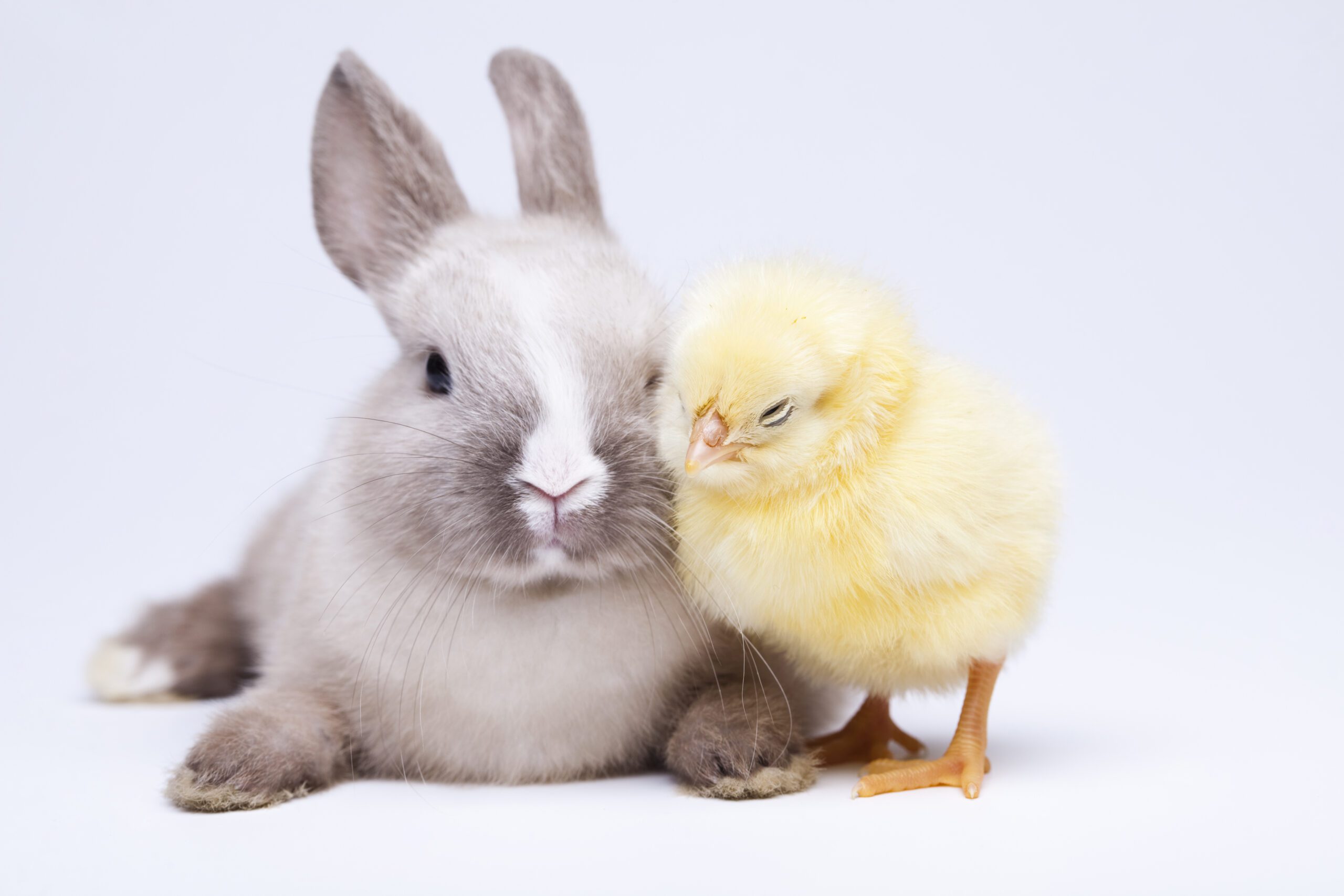 Hört die Osterglocken läuten! Hört die Osterglocken läuten!