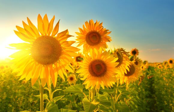 Das strahlende Lachen der Sonnenblumen.