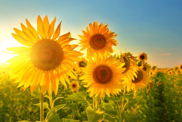 Das strahlende Lachen der Sonnenblumen.