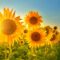 Das strahlende Lachen der Sonnenblumen.